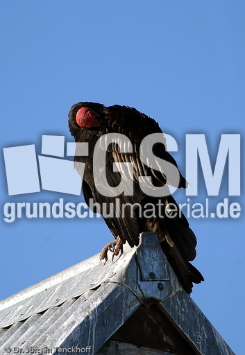 Truthahngeier (13 von 14).jpg